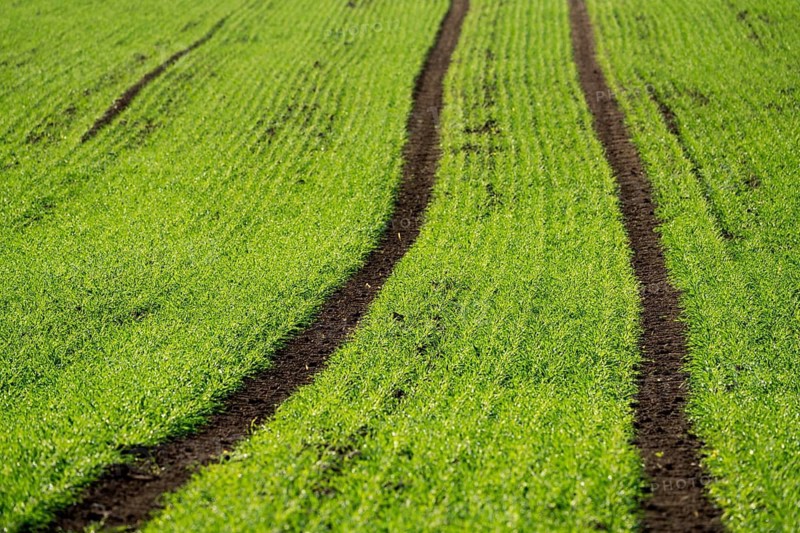 Cool-season cereals in autumn, Oberweser, Weser Uplands, Weserbergland, Hesse, Germany