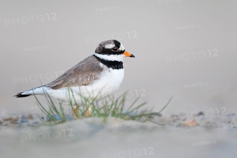 Common Ringed Plover (Charadrius hiaticula), Texel, Netherlands