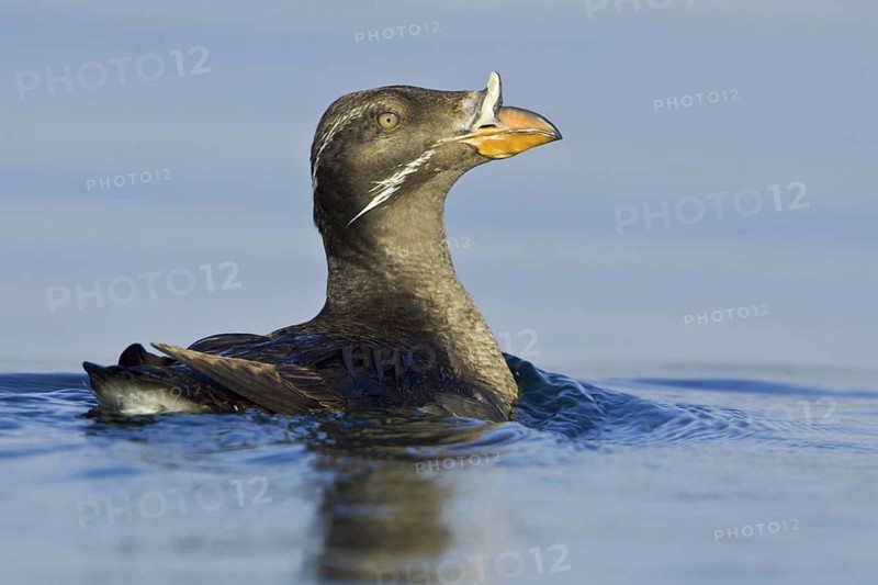 Rhinoceros Auklet (Cerorhinca monocerata), British Columbia, Canada