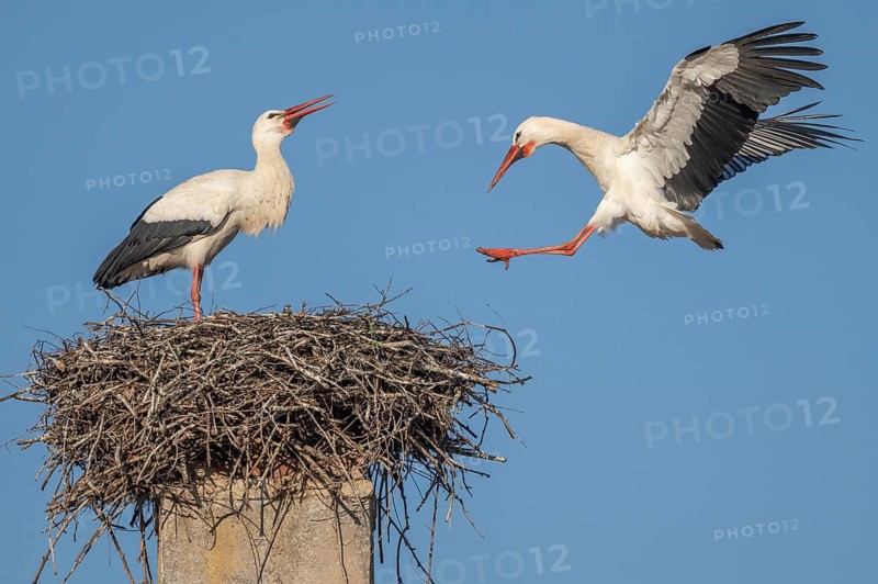 Two white storks (ciconia ciconia) can be seen in a tree. One is on the nest while the other arrives flying. It is spring and the sky is blue. Lower Rhine, Alsace, France