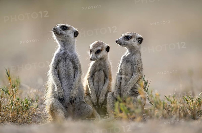 Meerkats or suricates (Suricata suricatta), Makgadikgadi Salt Pans, Makgadikgadi Pans National Park, Central District, Botswana