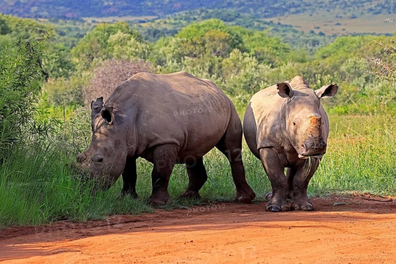 White rhino (Ceratotherium simum), white rhino, adult, two rhinos, foraging, dehorned, horn removed, Pilanesberg National Park, North West Province, South Africa, Africa, Germany