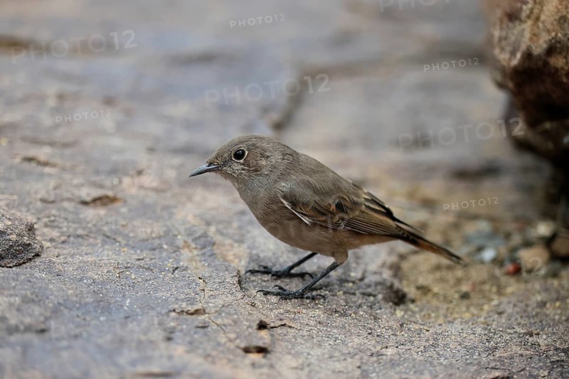 Rusty-tailed Wheatear, (Oenanthe familiaris), adult, alert, Mountain Zebra National Park, South Africa