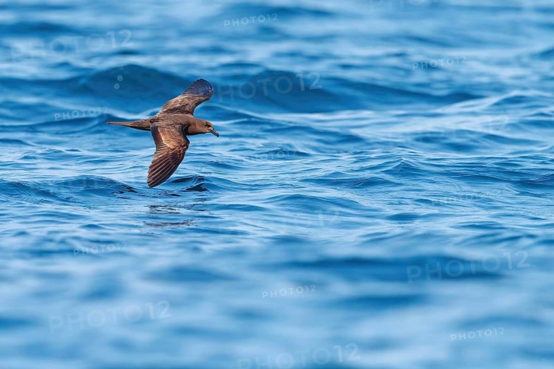 Jouanin Petrel, (Bulweria fallax), Tube-nosed Petrel, flight photo, biotope, habitat, foraging Salalah, Off Mirbat, Dhofar, Oman