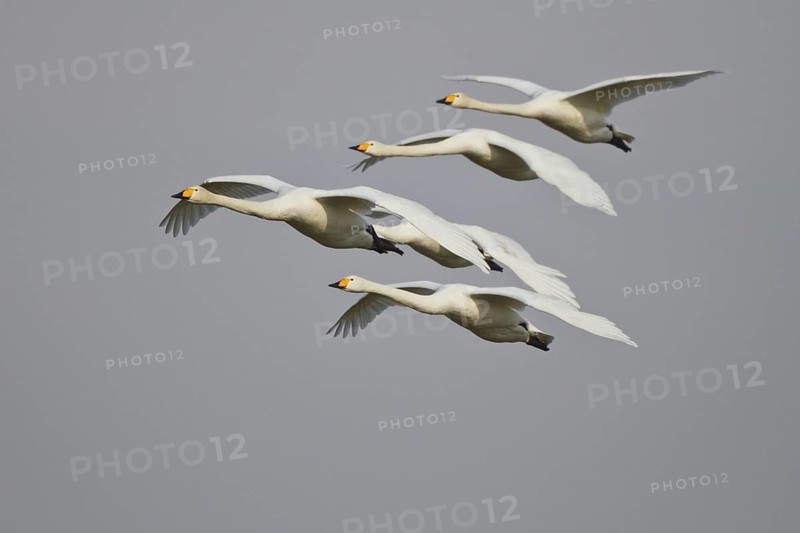 Whooper Swan (Cygnus cygnus) group flying, North Rhine-Westphalia, Germany