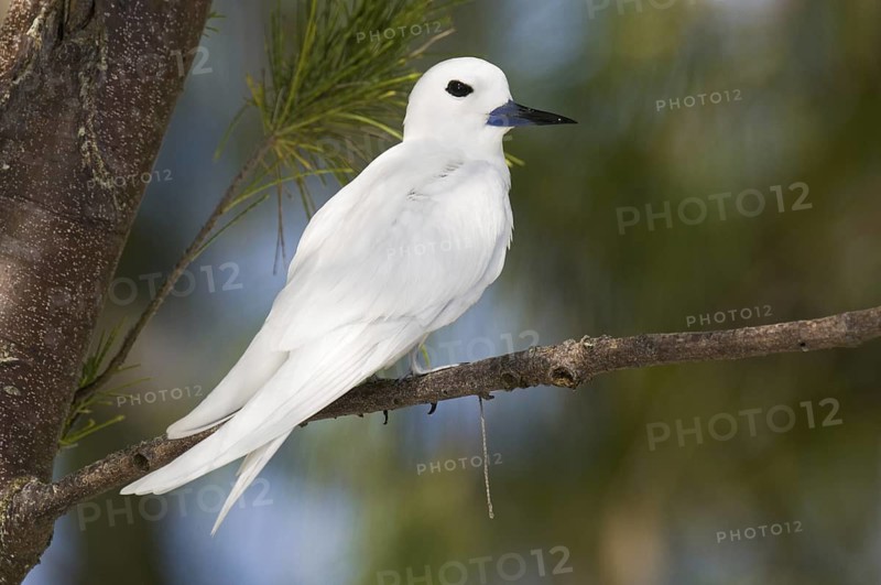 White Tern (Gygis alba), Hawaii, USA