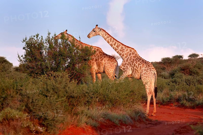 Cape giraffe (Giraffa camelopardalis giraffa), adult, two, foraging, feeding, Mokala National Park, Northern Cape, South Africa