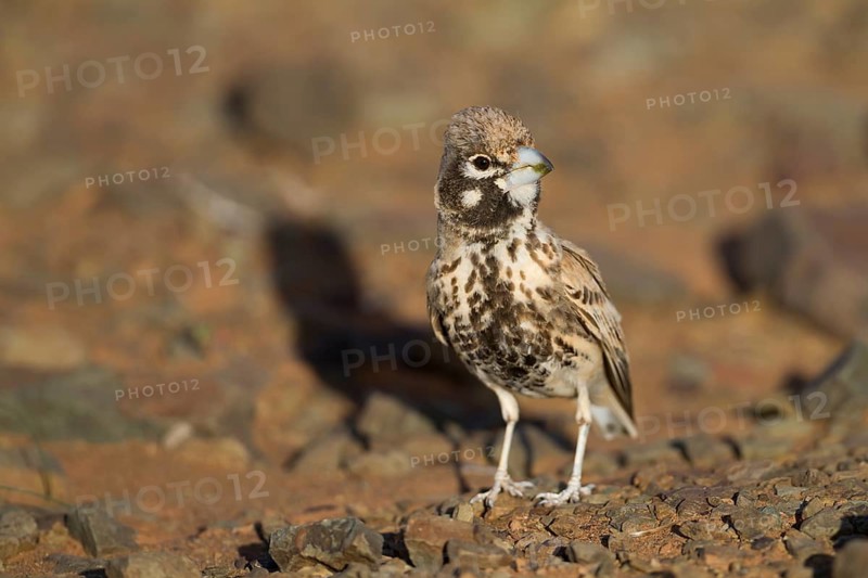 Thick-billed Lark - Knackerlerche - Rhamphocory clotbey, Morocco, male