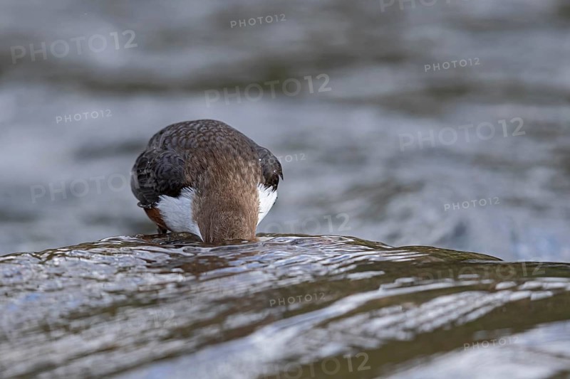 White-throated Dipper (Cinclus cinclus), Baden-Wuerttemberg, Germany