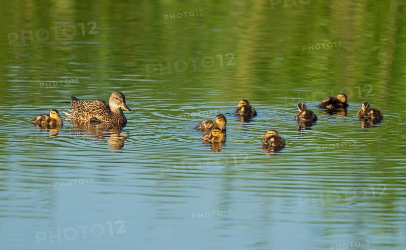 Mallard (Anas platyrhynchos) female and young birds swimming on a lake, blue water, Lower Saxony, Germany