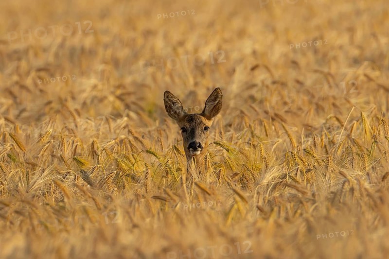 Roe deer (Capreolus capreolus) adult female doe animal in a farmland cereal field in summer, Suffolk, England, United Kingdom