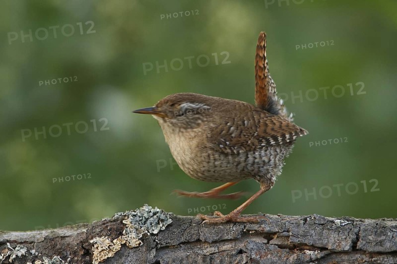 Eurasian Wren (Troglodytes troglodytes), Rhineland-Palatinate, Germany