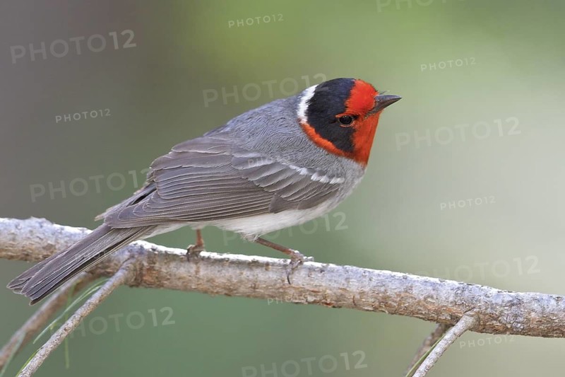 Red-faced Warbler (Cardellina rubrifrons) perched on a branch in southern Arizona, USA