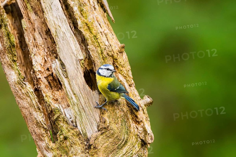 Eurasian blue tit (Cyanistes caeruleus) sitting on an old wrotten tree trunk at a swamp, Bavaria, Germany