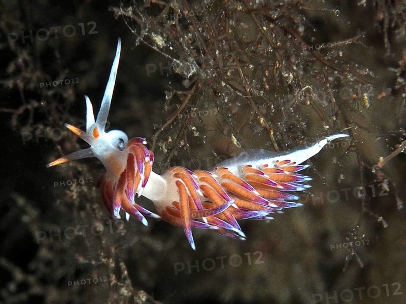 Colourful nudibranch with long appendages, wandering thread snail (Cratena peregrina), dive site peninsula Giens, Mediterranean Sea, Porquerolles, Provence, Côte d'Azur, France
