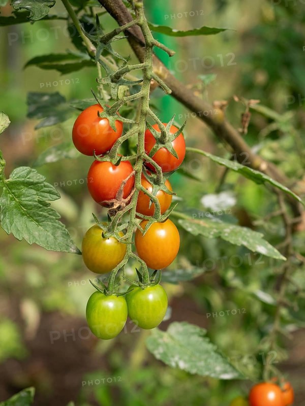 Close-up view of red and green cherrie tomatoes ripening on the plant in greenhouse cultivation