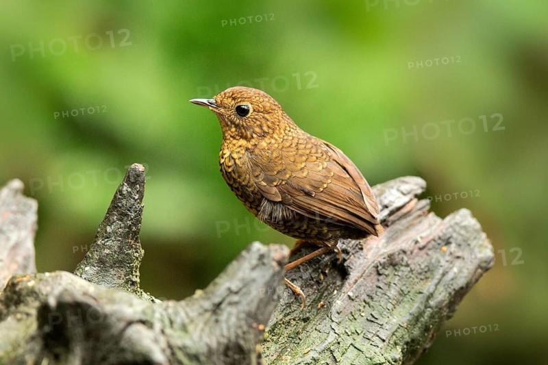 Pygmy Wren-babbler (Pnoepyga pusilla), Yunnan, China