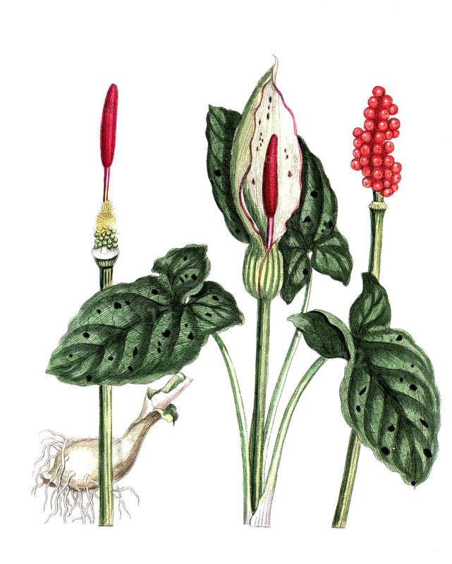 Arum maculatum, common arum, digital reproduction of a historical original, between 1790 and 1810