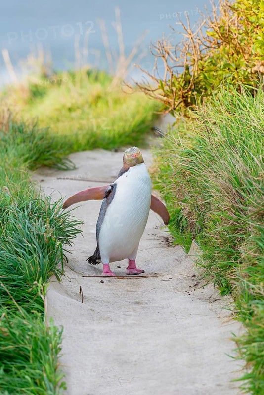 Yellow-eyed Penguin (Megadyptes antipodes) on the move, Otago Region, South Island, New Zealand