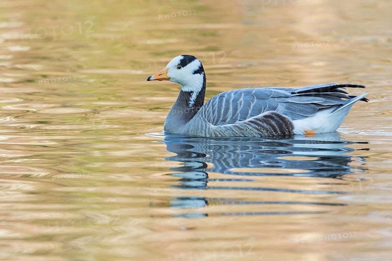 Bar-headed goose, Indian goose, field goose, (Anser indicus), animals, birds, goose, goose family, Luisenpark, Mannheim, Baden-Würrttemberg, Federal Republic of Germany