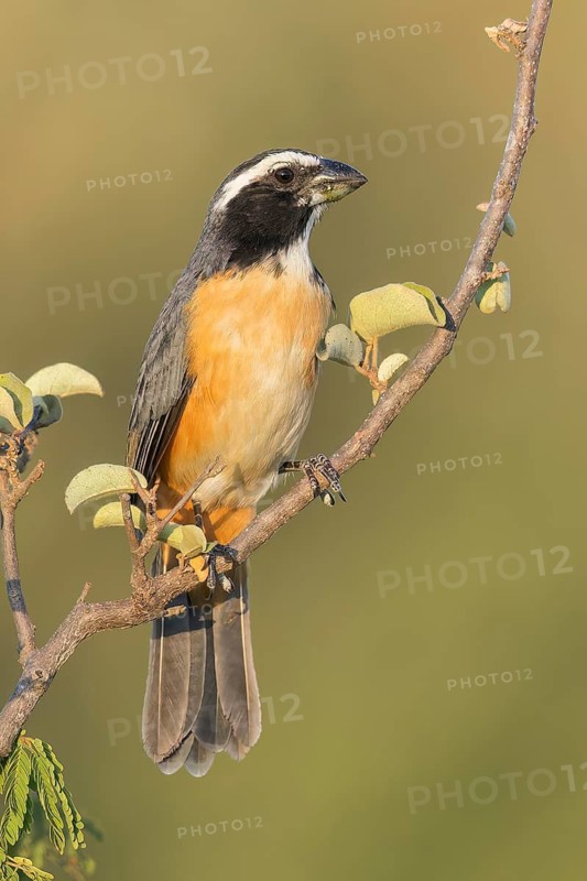 Orinoco Saltator (Saltator orenocensis) perched on a branch in Colombia, South America