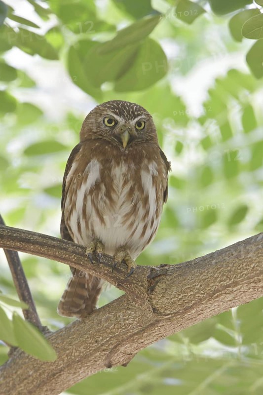 Ferruginous Pygmy Owl (Glaucidium brasilianum), Costa Rica