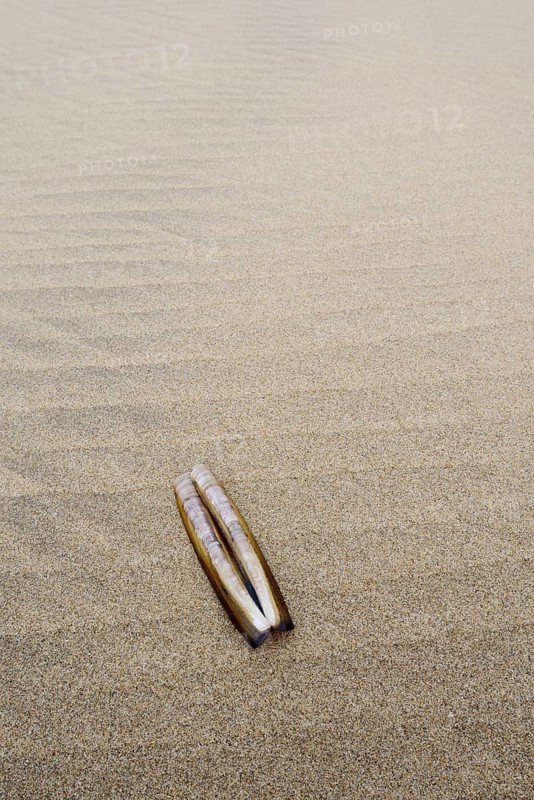 Atlantic jackknife clam (Ensis directus), mussel shell on the beach, South Holland, Netherlands