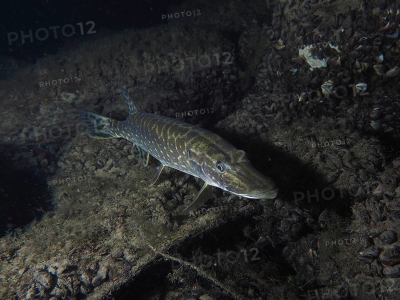 Pike (Esox lucius) swimming over a rocky bottom in dark water at night. Dive site Zollbrücke, Rheinau, Canton Zurich, Rhine, High Rhine, Switzerland, Germany