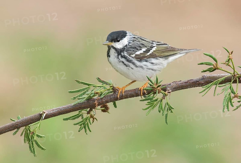 Blackpoll Warbler (Setophaga striata) male perched on a branch, Texas, USA