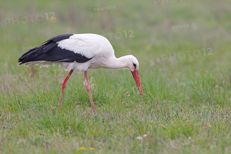 White Stork (Ciconia ciconia) foraging, Lake Neusiedl, Austria