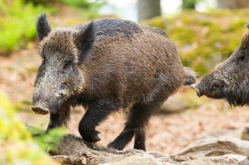 Wild boar (Sus scrofa) running through tha forest, Bavaria, Germany
