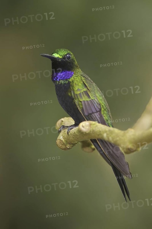 Black-throated Brilliant (Heliodoxa schreibersii), Ecuador