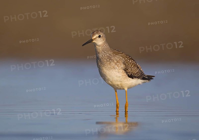 Lesser Yellowlegs (Tringa flavipes), Ohio, USA