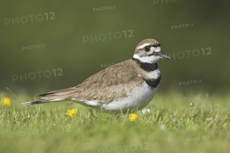 Killdeer (Charadrius vociferus), British Columbia, Canada