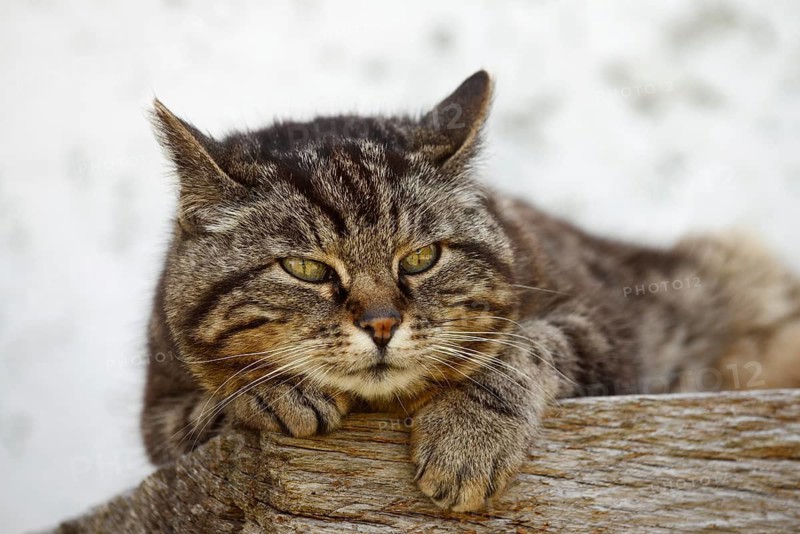 Domestic cat (Felis catus) lying on a wooden bench, Brittany, France