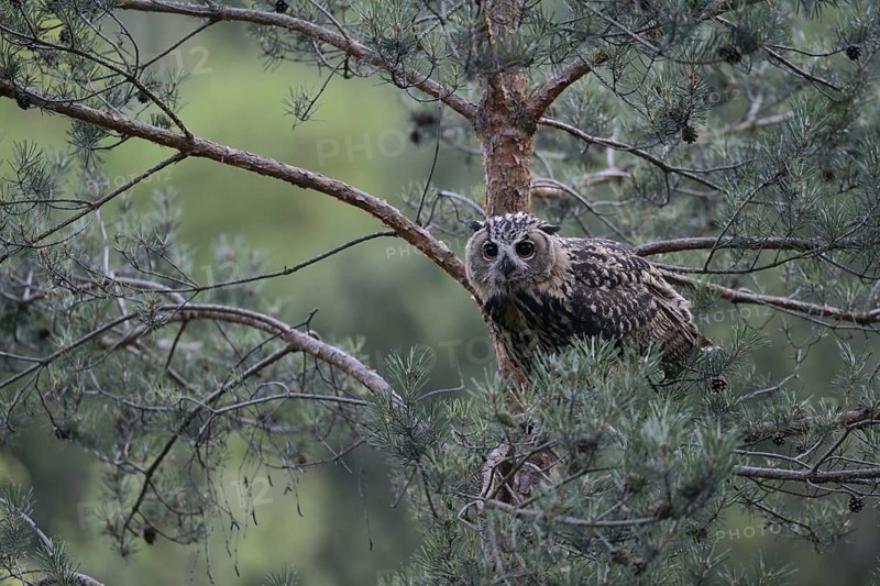 Eurasian Eagle-Owl (Bubo bubo) juvenile perched in tree, North Rhine-Westphalia, Germany