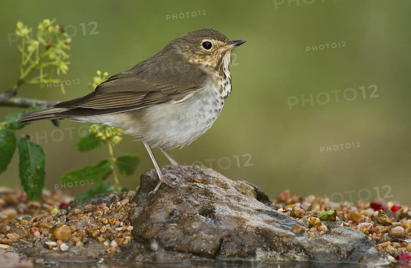 Swainson's Thrush (Catharus ustulatus) perched on ground, Texas, USA