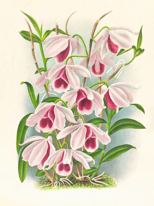 Orchid, Dendrobium superbum var anosmum, authentic reproduction of an illustration by Jean Jules Linden (1817 - 1898), Luxembourgish-Belgian botanist, one of the fathers of orchid research, Historical