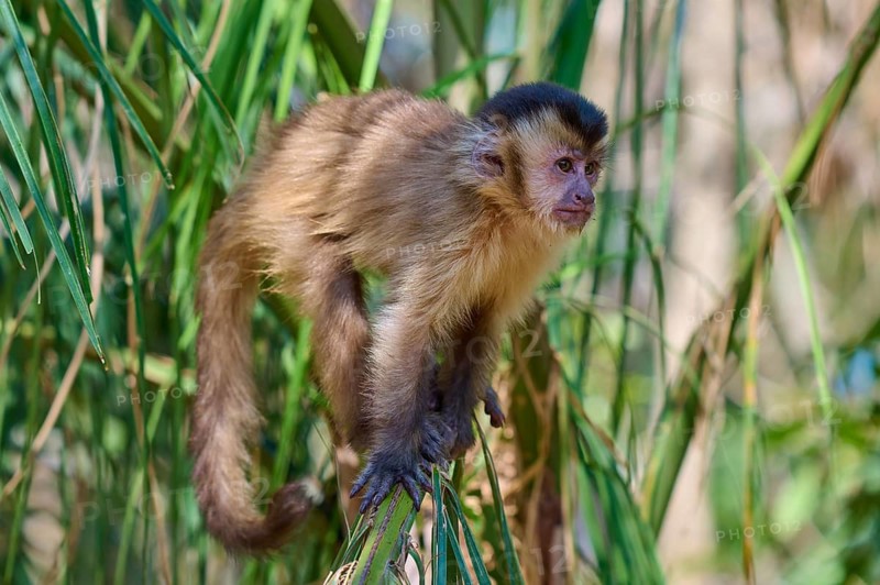 A capuchin monkey sitting on a leaf in a green forest, capuchin monkey (Sapajus apella), Pantanal, Mato Grosso, Brazil