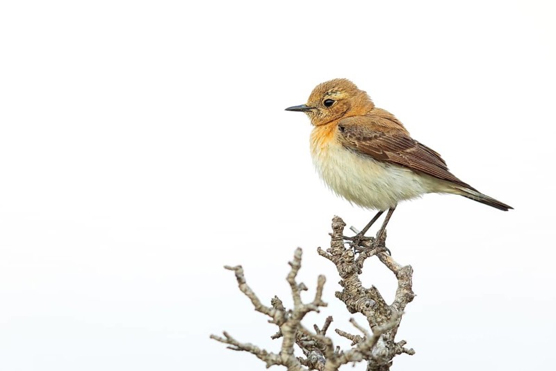 Balkan Wheatear, Mediterranean Wheatear, Mediterranean Wheatear subspecies melanoleuca, Eastern Black-eared Wheatear, Oenanthe hispanica melanoleuca, Oenanthe melanoleuca, Lesbos, Greece