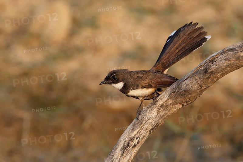 Malaysian Pied Fantail (Rhipidura javanica) perched on a branch, Thailand