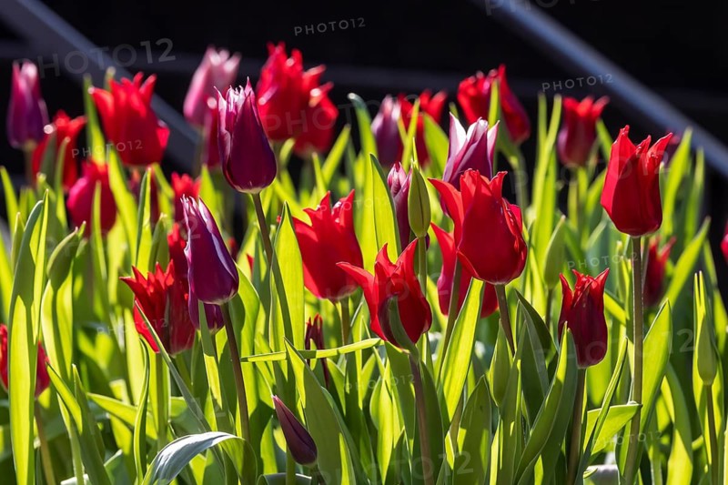 Red tulips against the light. Stuttgart, Baden-Württemberg, Germany