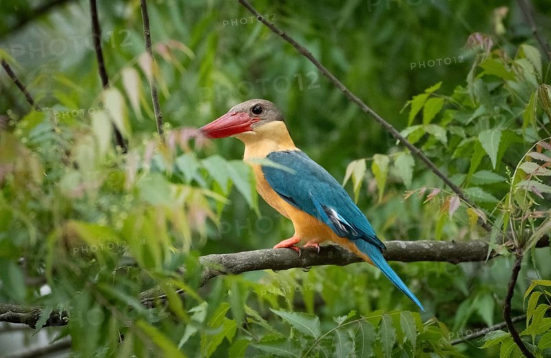 A Stork-billed kingfisher (Pelargopsis capensis) on a tree branch, sreepur, Gazipur, bangladesh