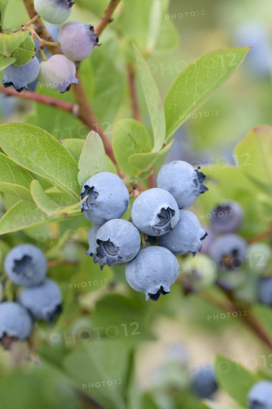 Blueberry (Vaccinium corymbosum 'Windsor'), Bundessorteamt, Marquardt testing centre, Marquardt, Brandenburg, Germany