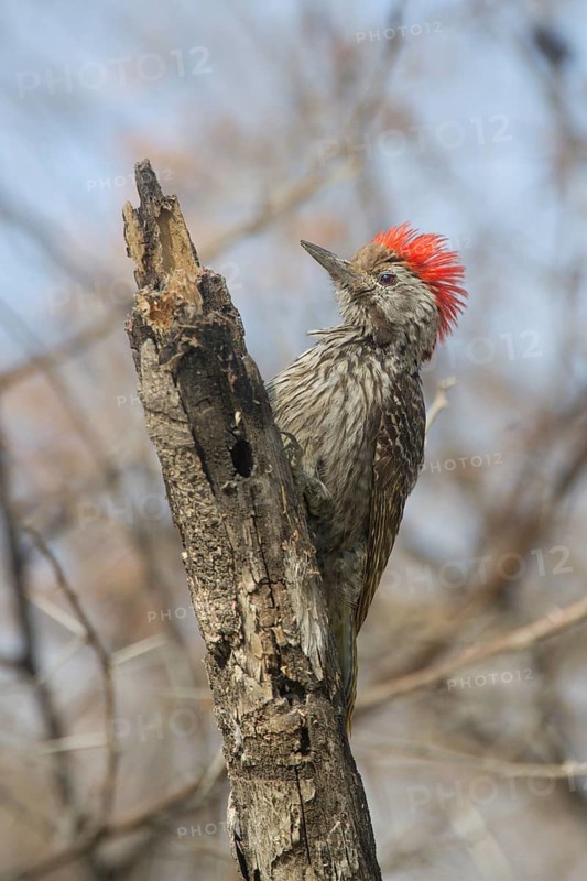 Cardinal Woodpecker (Dendropicos fuscescens) male, Etosha, Namibia