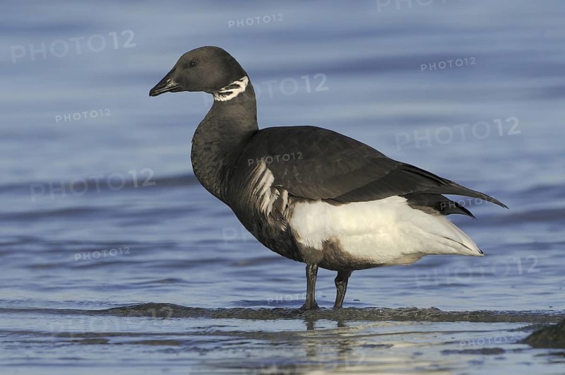 Brant Goose (Branta bernicla), British Columbia, Canada