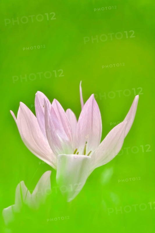 Autumn crocus (Colchium speciosum), September, Saxony, Germany