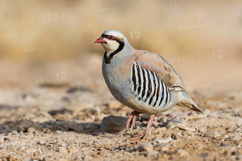 Chukar Partridge (Alectoris chukar), Eilat, Israel