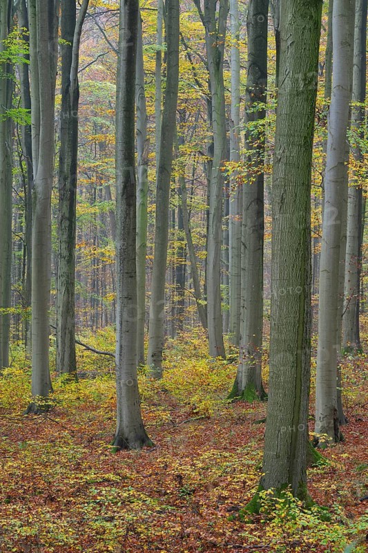 Near-natural deciduous forest in autumn with colourful leaves, copper beech (Fagus sylvatica), Hainich National Park, Thuringia, Germany