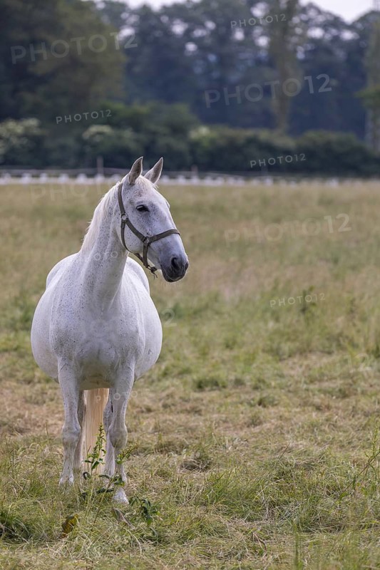 Kladruber horse, mares, standing on the paddock. National Stud Farm Kladruby nad Labem